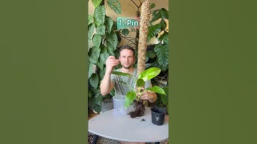 Putting a plant on a pole for the first time. Detailed #tutorial in my moss pole playlist