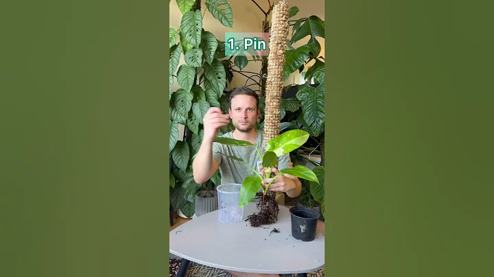 Putting a plant on a pole for the first time. Detailed #tutorial in my moss pole playlist