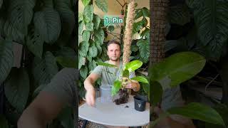 Putting a plant on a pole for the first time. Detailed #tutorial in my moss pole playlist