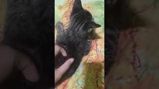 pus pus meong