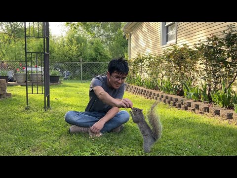 Taming Pippin |