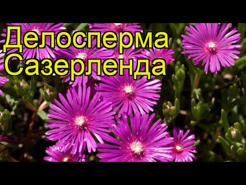 Делосперма Сазерленда. Краткий обзор, описание характеристик delosperma floribundum Saserlanda