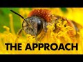 How to Approach Insects without Scaring Them Away (Macro Photography)