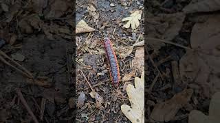 Goat moth caterpillar (Cossus cossus)