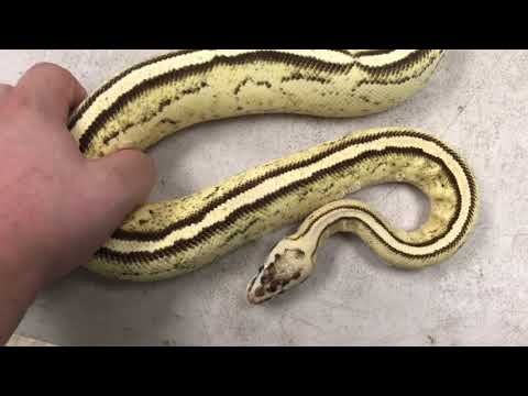 GOING BALL PYTHON CRAZY!!! #3