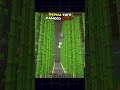 Что спрятано в ферме друга в Майнкрафт?  #minecraftshorts #minecraft #майнкрафт #майнкрафт #memes