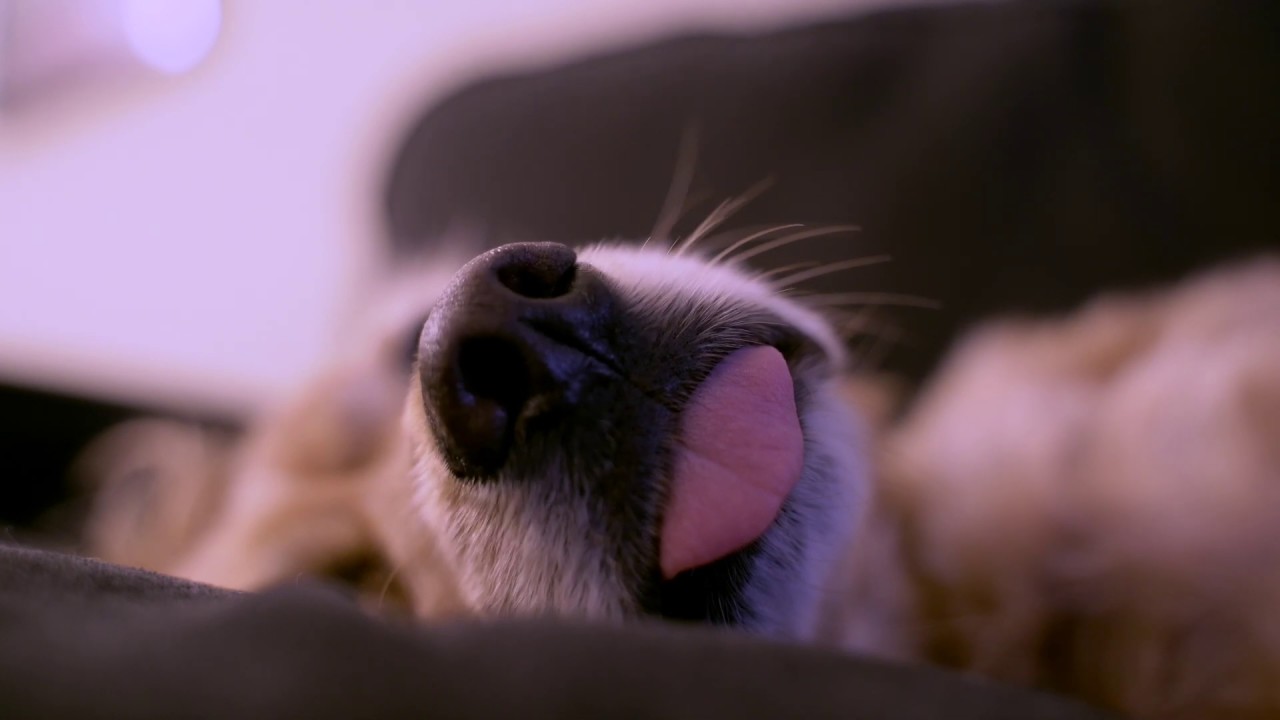 Dog's nose up close with tongue sticking out