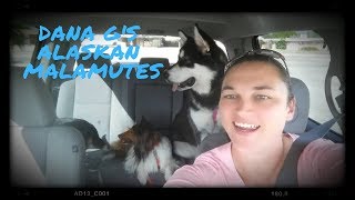 Alaskan Malamute Puppies 8 weeks old.