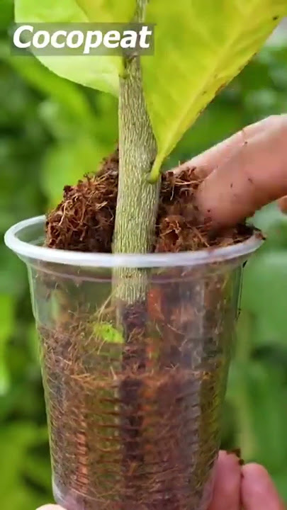 propagate lemon tree with cucumber #shortsfeed #shortvideo #nature #satisfying
