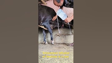 IV infusion of 20 percent dextrose saline in the jugular vein in a cow
