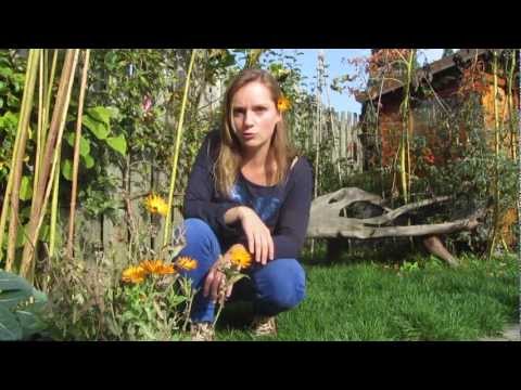 Video: Goudsbloemen: Groei- En Verzorgingsomstandigheden