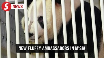 Giant pandas Chen Xing and Xiao Yue arrive in Malaysia