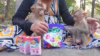 Feeding Monkeys: A Day at the Wildlife Sanctuary