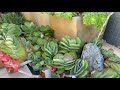 Beautiful Condominium Succulent Entry Planters Rehab in Coronado, California