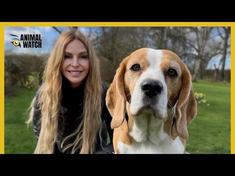 THE BEAGLE - Hunting dog to Laboratory Test Animal