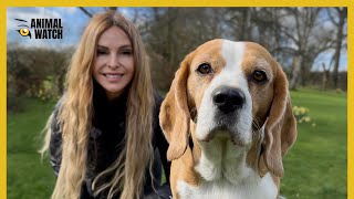 THE BEAGLE - Hunting dog to Laboratory Test Animal 