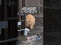 門倉くん #柴犬スティーブ #アテレコ #catanddog