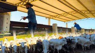 Protocolo de Entrada da Novilha na Seca - Fazenda