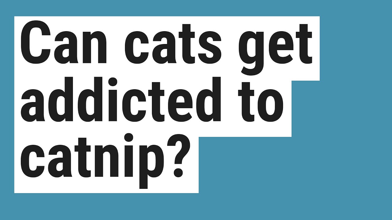 Can Cats Get Addicted To Catnip YouTube can-cats-get-addicted-to-catnip-youtube