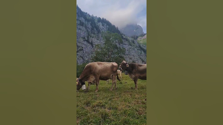 WELCOME TO SWITZERLAND 🇨🇭🐄🐄🐄 #shorts