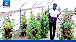 How I Grow Crops Without Using Soil - Samson Ogbole | Tech Trends