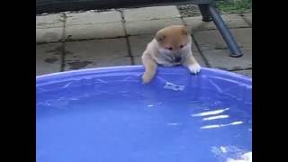 Puppy an a swiming pool by Funny dog videos, from Google and YouTube 410 views 7 years ago 27 seconds