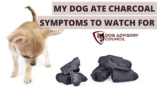 My Dog Ate Charcoal - Symptoms You Should Watch for