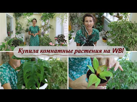 Покупка комнатных растений на WB, мой опыт! Обзор новинок!
