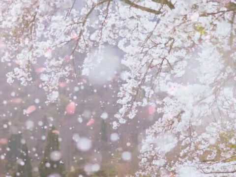 桜雨  JUJU···桜花びら舞う中で