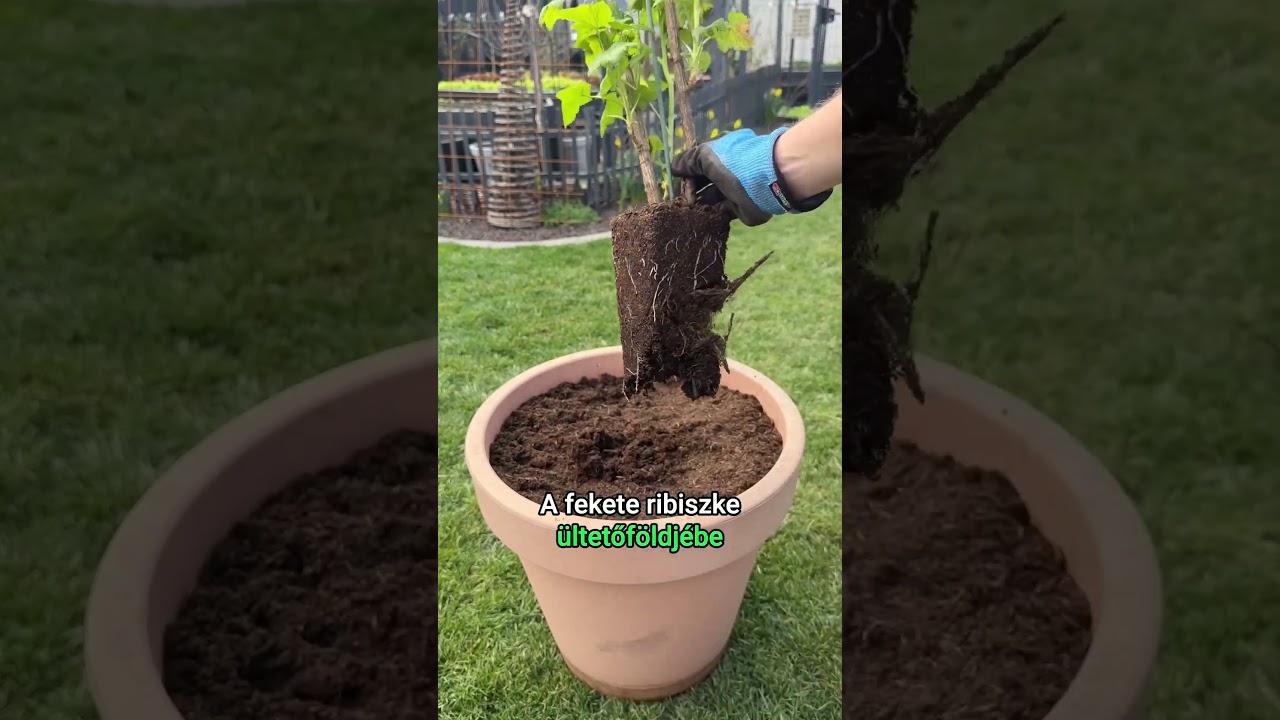 Superfood bogyós gyümölcsök a kertben!🏡 Fekete ribizli, fekete berkenye és húsos som