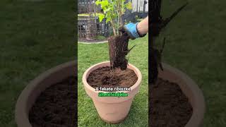 Superfood Bogyós Gyümölcsök A Kertben Fekete Ribizli, Fekete Berkenye És Húsos Som