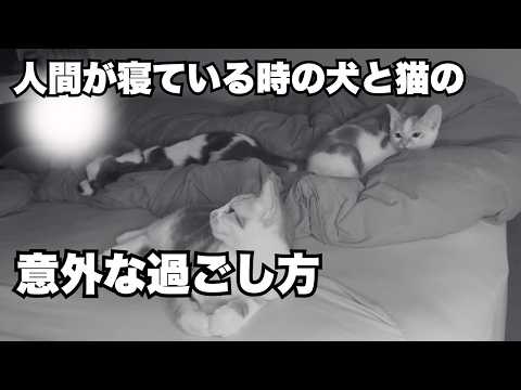 【モニタリング】普段は別々で寝ている問題児の犬と猫と一緒に寝てみた