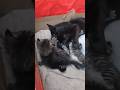 Feliz día para todas las mamitas #gatitostiernos#gatitosbebes