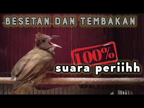#1🔴 KAPAS TEMBAK GACOR JERNIH PANJANG MANTAP UNTUK MASTERAN SEGALA JENIS BURUNG JERNIH CEPAT MASUK