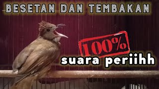 masteran kapas tembak gacor mbeset full tembakan