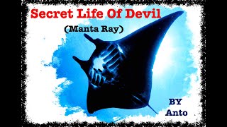 Secret Life of Devil Rays Wealth
