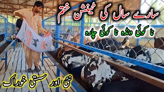 Best Goat Diet On Stall Feed - Modern Goat Farming Business - Goat Feed