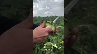 Terapi ✅ #enginar #technique #cooking