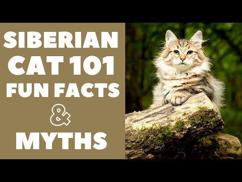 Siberian Cats 101