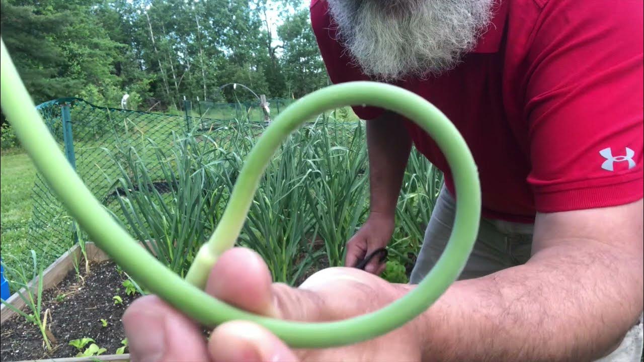 Cutting Garlic Scapes YouTube
