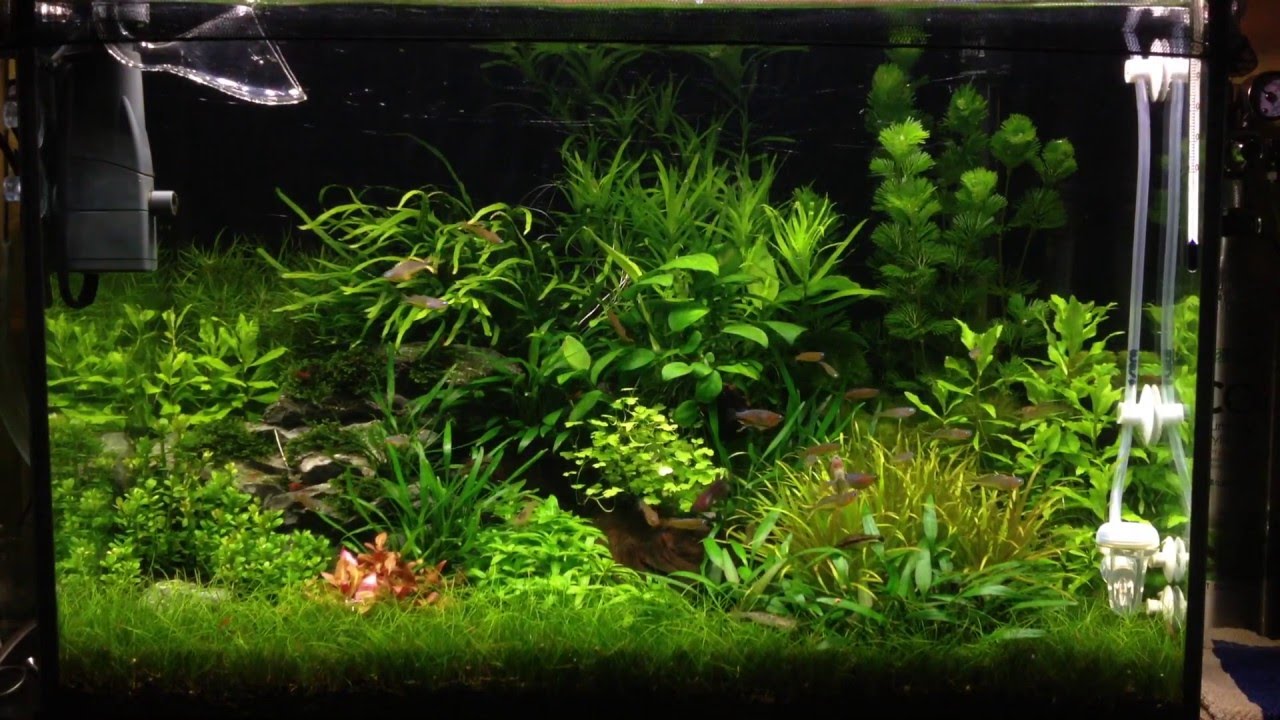 finnex planted 24 7 youtube