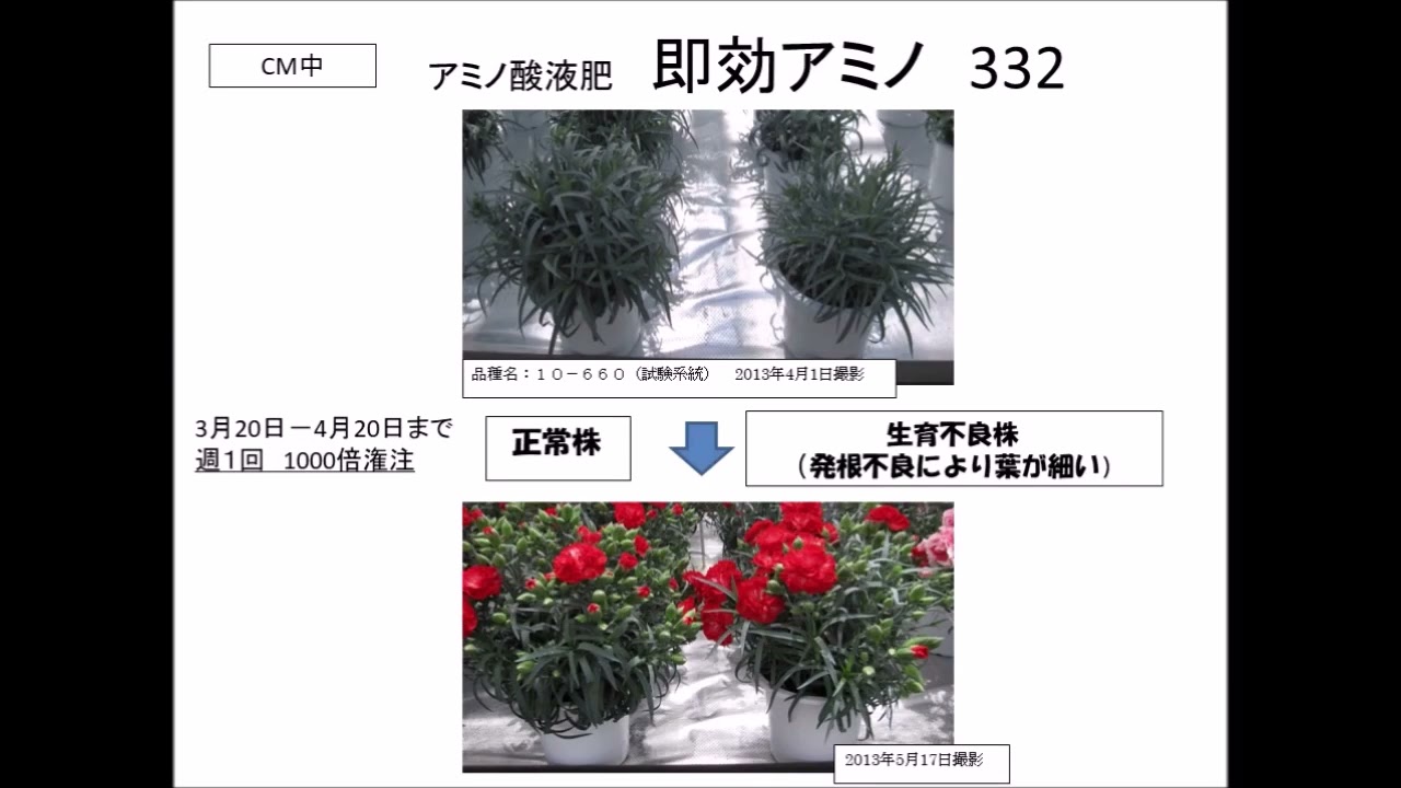 か*ん様 ㉝大きめ さくらホイップ❣️エレイン交配❣️中リン交配❣️発根済6苗メ We interviewed some popular carnation varieties - YouTube