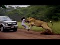 Cuando los Animales se Desatan en una Furia Incontrolable. La vida silvestre es impredecible