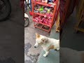 Dogs lovers 🥹#youtube #youtubeshorts #ytshorts #yt #youtuber #shots #dogs #doglife #dog #love