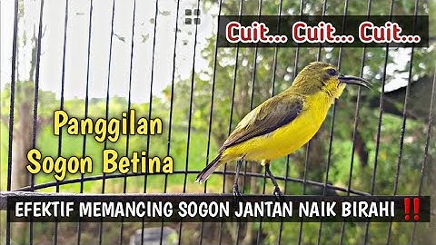 CUIT..CUIT..💯% AMPUH SUARA PIKAT SOGON BETINA  MEMANGGIL JANTAN PALING DI CARI