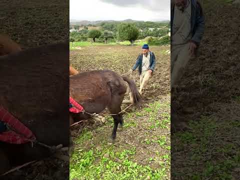 اجي وقاد نجبلا  جبلا