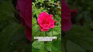 Faith In Growthroses Bloomingwe Have Peppers