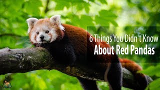 6 Things You Didn't Know About Red Pandas
