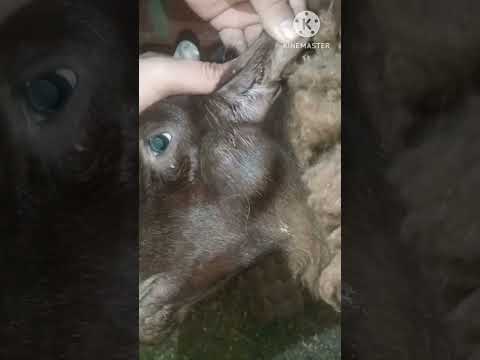 عمليه فتح الخراج الفيديو كامل على اليوتيوب   