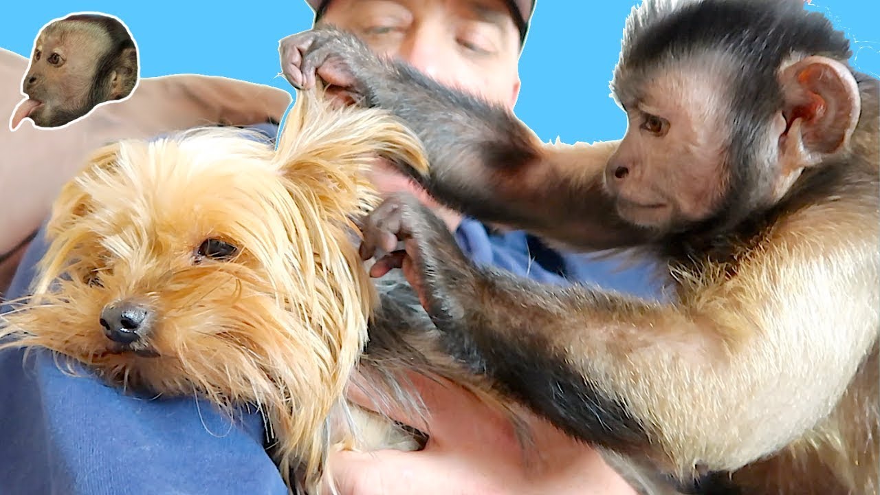 CUTE Capuchin Monkey Grooms Teacup Yorkie!